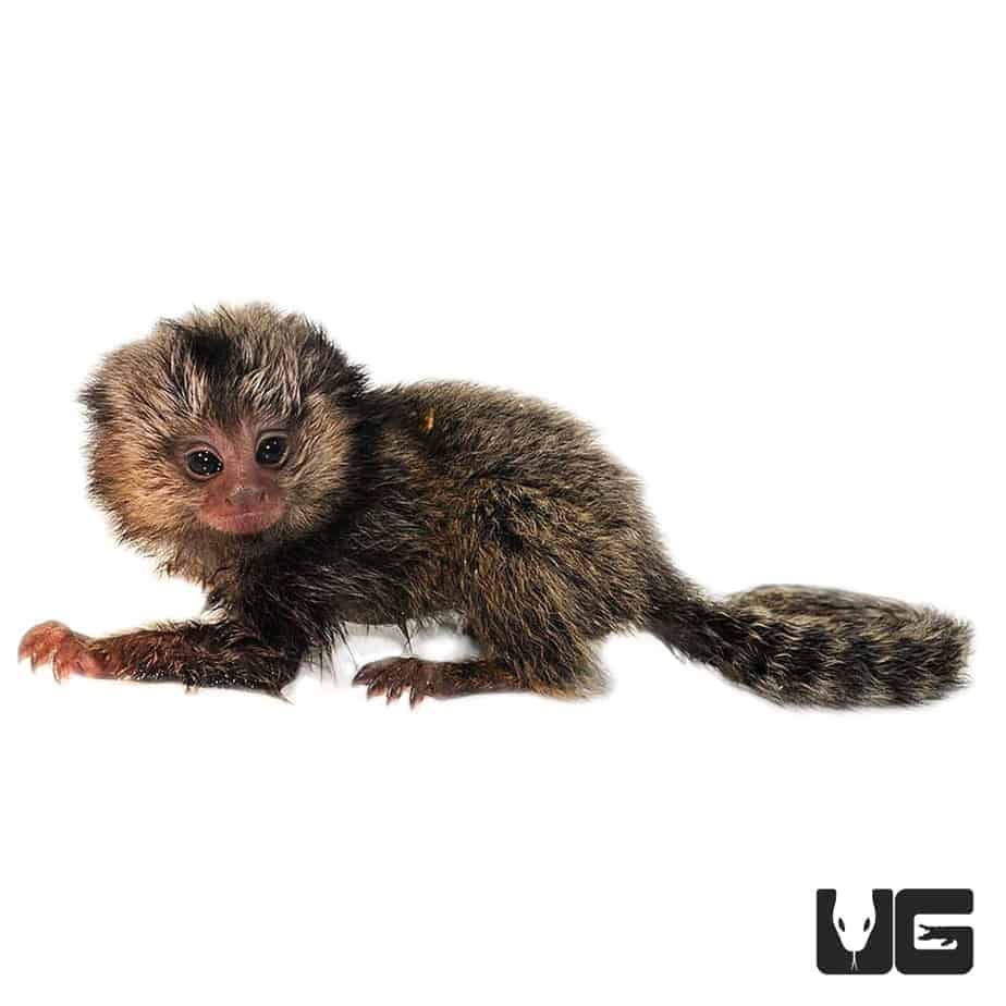 Baby Marmoset Monkey