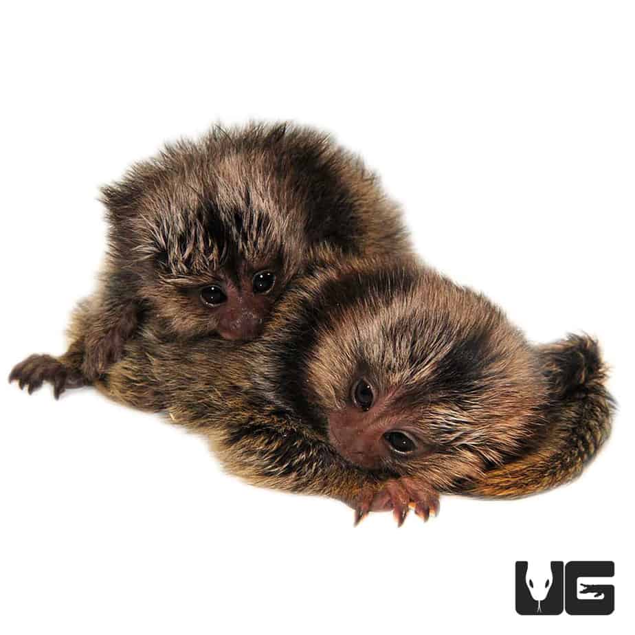 Baby Marmoset Monkey