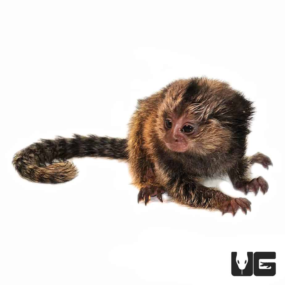 Baby Marmoset Monkey